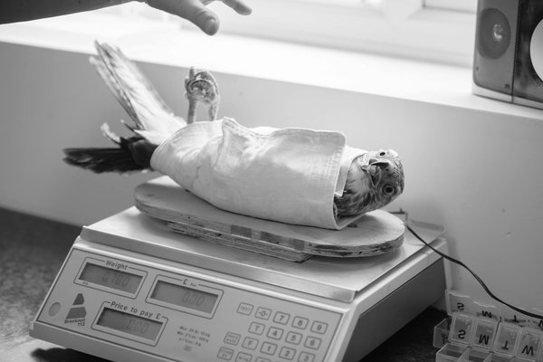 Quels sont les effets de l'élevage intensif sur le bien-être animal et quelles alternatives existent ?