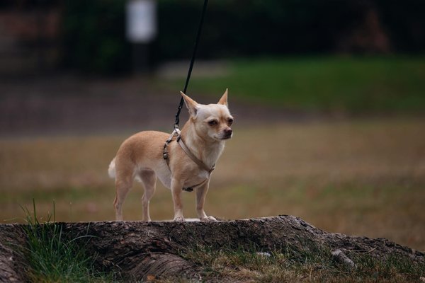 Comment les abeilles s'organisent-elles pour construire des ruches complexes et efficaces?