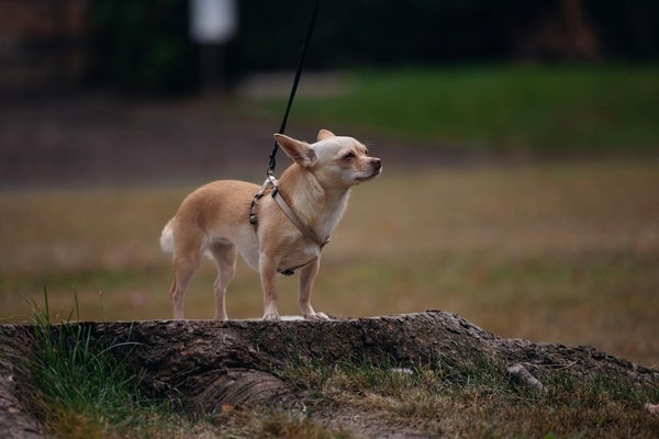 Services vétérinaires à binche : soins personnalisés pour animaux